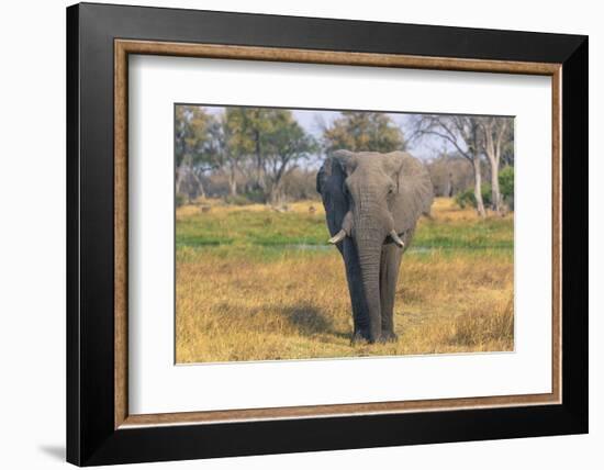 Botswana. Okavango Delta. Khwai Concession. Elephant Grazing Near the Khwai River-Inger Hogstrom-Framed Photographic Print