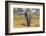 Botswana. Okavango Delta. Khwai Concession. Elephant Grazing Near the Khwai River-Inger Hogstrom-Framed Photographic Print