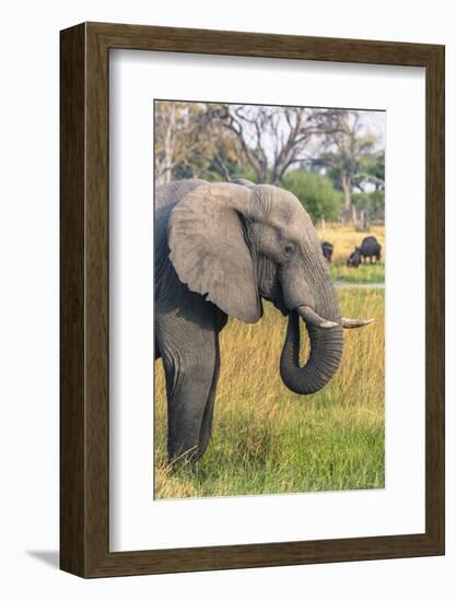 Botswana. Okavango Delta. Khwai Concession. Elephant Grazing Near the Khwai River-Inger Hogstrom-Framed Photographic Print