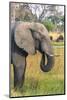 Botswana. Okavango Delta. Khwai Concession. Elephant Grazing Near the Khwai River-Inger Hogstrom-Mounted Photographic Print