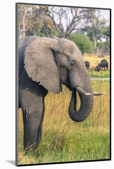 Botswana. Okavango Delta. Khwai Concession. Elephant Grazing Near the Khwai River-Inger Hogstrom-Mounted Photographic Print