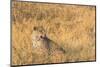 Botswana. Okavango Delta. Khwai Concession. Female Leopard in the Tall Grass-Inger Hogstrom-Mounted Photographic Print