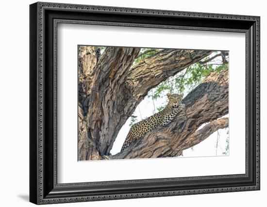 Botswana. Okavango Delta. Khwai Concession. Female Leopard Resting High in a Tree-Inger Hogstrom-Framed Photographic Print