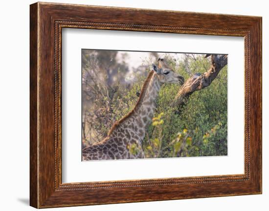 Botswana. Okavango Delta. Khwai Concession. Giraffe-Inger Hogstrom-Framed Photographic Print