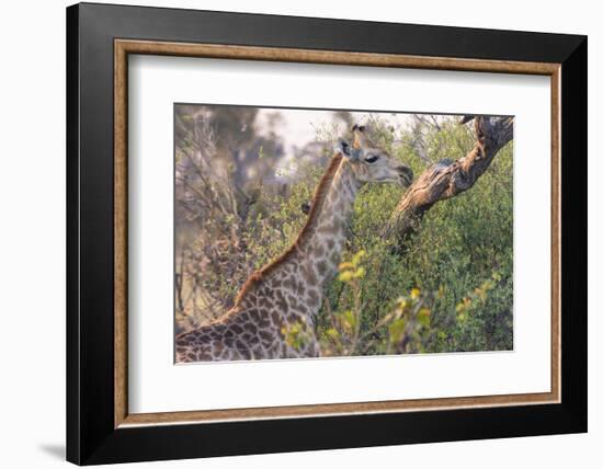 Botswana. Okavango Delta. Khwai Concession. Giraffe-Inger Hogstrom-Framed Photographic Print