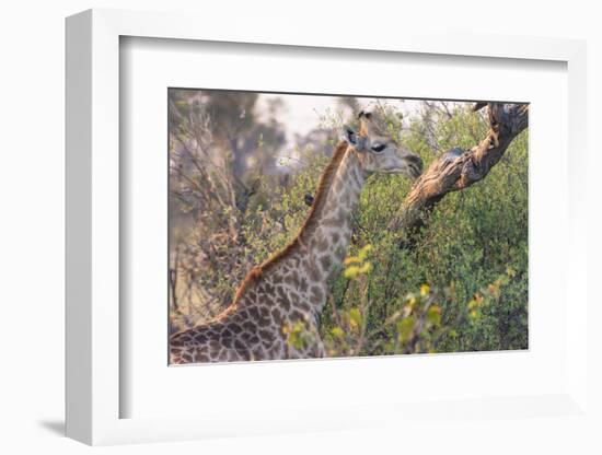 Botswana. Okavango Delta. Khwai Concession. Giraffe-Inger Hogstrom-Framed Photographic Print