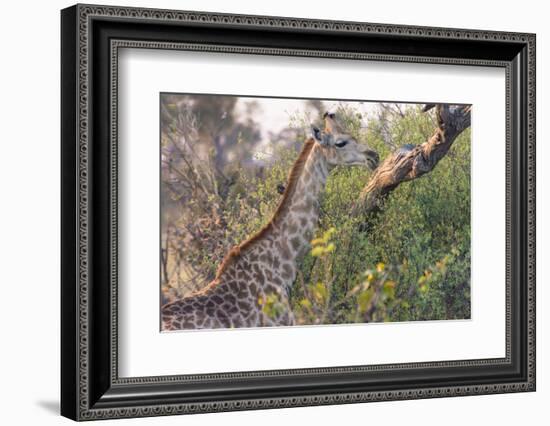 Botswana. Okavango Delta. Khwai Concession. Giraffe-Inger Hogstrom-Framed Photographic Print