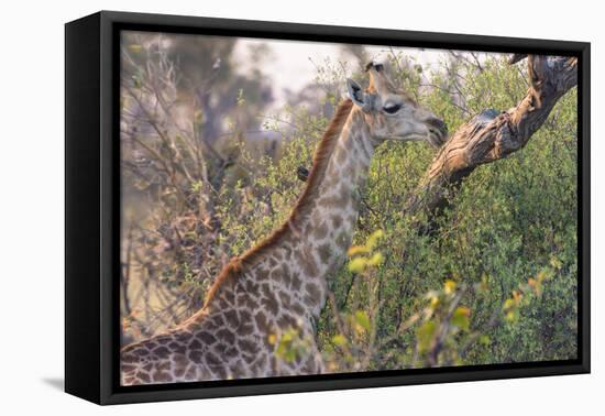 Botswana. Okavango Delta. Khwai Concession. Giraffe-Inger Hogstrom-Framed Premier Image Canvas