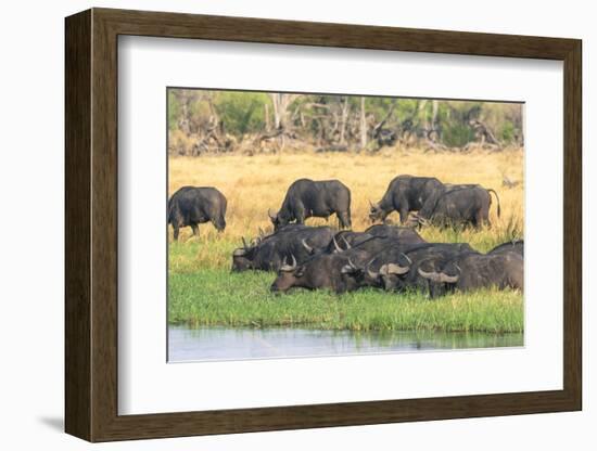 Botswana. Okavango Delta. Khwai Concession. Herd of Cape Buffalo-Inger Hogstrom-Framed Photographic Print