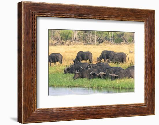 Botswana. Okavango Delta. Khwai Concession. Herd of Cape Buffalo-Inger Hogstrom-Framed Photographic Print