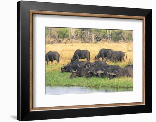 Botswana. Okavango Delta. Khwai Concession. Herd of Cape Buffalo-Inger Hogstrom-Framed Photographic Print