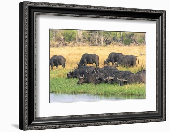 Botswana. Okavango Delta. Khwai Concession. Herd of Cape Buffalo-Inger Hogstrom-Framed Photographic Print