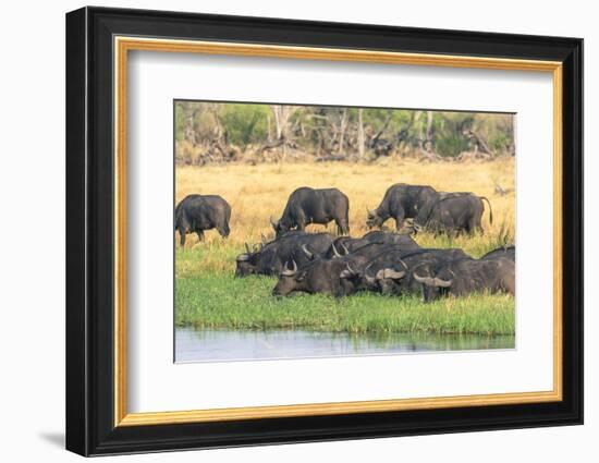 Botswana. Okavango Delta. Khwai Concession. Herd of Cape Buffalo-Inger Hogstrom-Framed Photographic Print