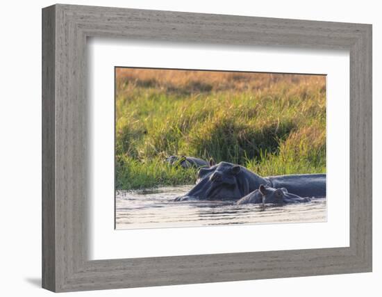 Botswana. Okavango Delta. Khwai Concession. Hippo Mother and Baby in the Khwai River-Inger Hogstrom-Framed Photographic Print