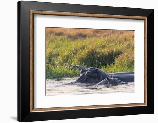 Botswana. Okavango Delta. Khwai Concession. Hippo Mother and Baby in the Khwai River-Inger Hogstrom-Framed Photographic Print