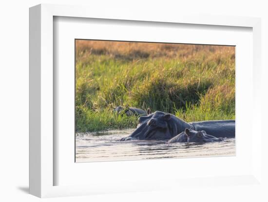 Botswana. Okavango Delta. Khwai Concession. Hippo Mother and Baby in the Khwai River-Inger Hogstrom-Framed Photographic Print