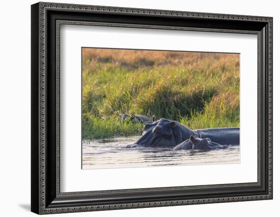 Botswana. Okavango Delta. Khwai Concession. Hippo Mother and Baby in the Khwai River-Inger Hogstrom-Framed Photographic Print