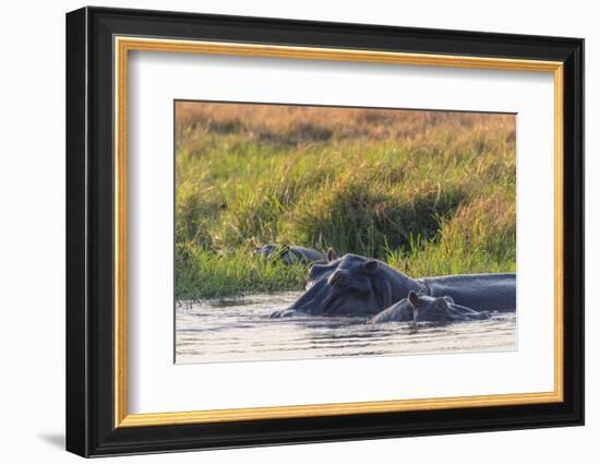 Botswana. Okavango Delta. Khwai Concession. Hippo Mother and Baby in the Khwai River-Inger Hogstrom-Framed Photographic Print