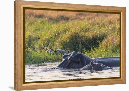 Botswana. Okavango Delta. Khwai Concession. Hippo Mother and Baby in the Khwai River-Inger Hogstrom-Framed Premier Image Canvas