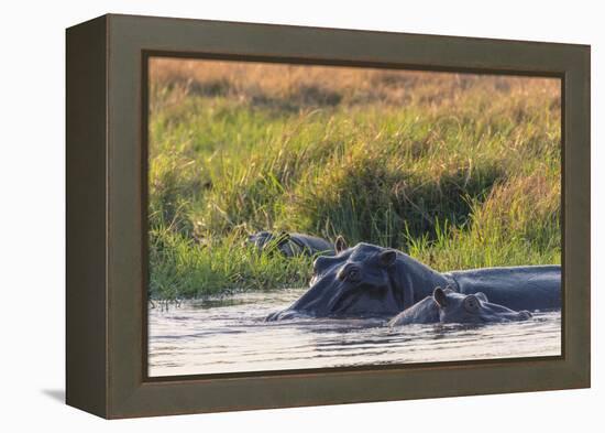 Botswana. Okavango Delta. Khwai Concession. Hippo Mother and Baby in the Khwai River-Inger Hogstrom-Framed Premier Image Canvas