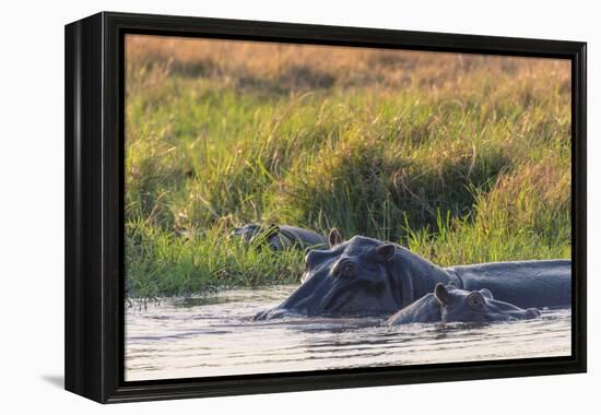 Botswana. Okavango Delta. Khwai Concession. Hippo Mother and Baby in the Khwai River-Inger Hogstrom-Framed Premier Image Canvas