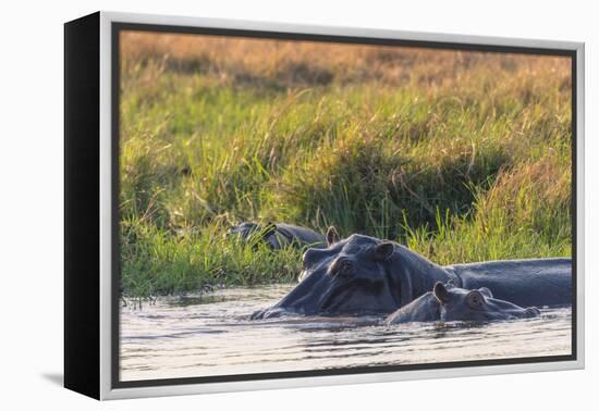 Botswana. Okavango Delta. Khwai Concession. Hippo Mother and Baby in the Khwai River-Inger Hogstrom-Framed Premier Image Canvas