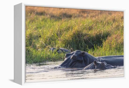 Botswana. Okavango Delta. Khwai Concession. Hippo Mother and Baby in the Khwai River-Inger Hogstrom-Framed Premier Image Canvas