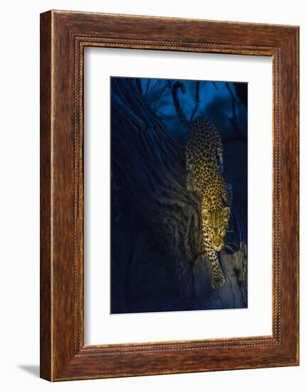 Botswana. Okavango Delta. Khwai Concession. Leopard Climbing Out of a Tree to Go Hunting-Inger Hogstrom-Framed Photographic Print