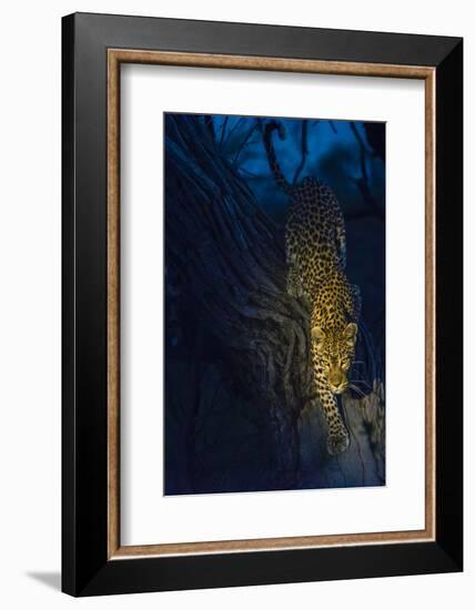 Botswana. Okavango Delta. Khwai Concession. Leopard Climbing Out of a Tree to Go Hunting-Inger Hogstrom-Framed Photographic Print