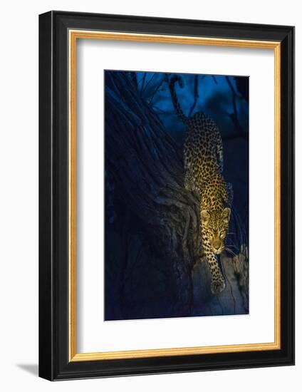 Botswana. Okavango Delta. Khwai Concession. Leopard Climbing Out of a Tree to Go Hunting-Inger Hogstrom-Framed Photographic Print