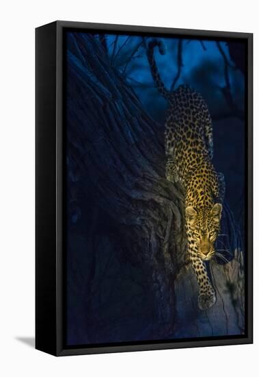 Botswana. Okavango Delta. Khwai Concession. Leopard Climbing Out of a Tree to Go Hunting-Inger Hogstrom-Framed Premier Image Canvas