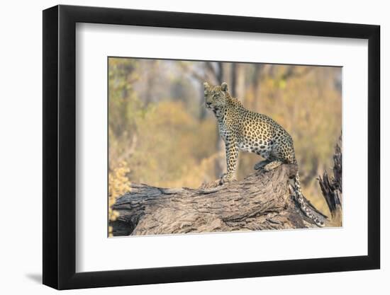 Botswana. Okavango Delta. Khwai Concession. Leopard Looks Out for Prey on a Fallen Log-Inger Hogstrom-Framed Photographic Print