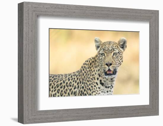 Botswana. Okavango Delta. Khwai Concession. Leopard Looks Out for Prey-Inger Hogstrom-Framed Photographic Print