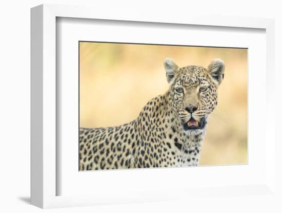 Botswana. Okavango Delta. Khwai Concession. Leopard Looks Out for Prey-Inger Hogstrom-Framed Photographic Print