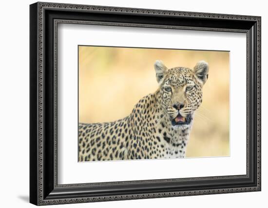 Botswana. Okavango Delta. Khwai Concession. Leopard Looks Out for Prey-Inger Hogstrom-Framed Photographic Print