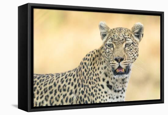 Botswana. Okavango Delta. Khwai Concession. Leopard Looks Out for Prey-Inger Hogstrom-Framed Premier Image Canvas