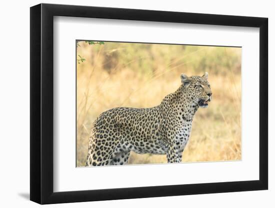 Botswana. Okavango Delta. Khwai Concession. Leopard Looks Out for Prey-Inger Hogstrom-Framed Photographic Print