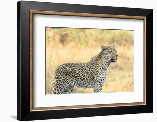 Botswana. Okavango Delta. Khwai Concession. Leopard Looks Out for Prey-Inger Hogstrom-Framed Photographic Print