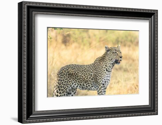 Botswana. Okavango Delta. Khwai Concession. Leopard Looks Out for Prey-Inger Hogstrom-Framed Photographic Print