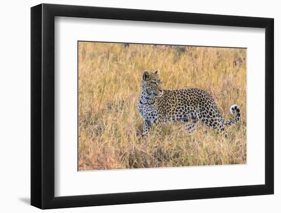 Botswana. Okavango Delta. Khwai Concession. Leopard Starts to Hunt-Inger Hogstrom-Framed Photographic Print