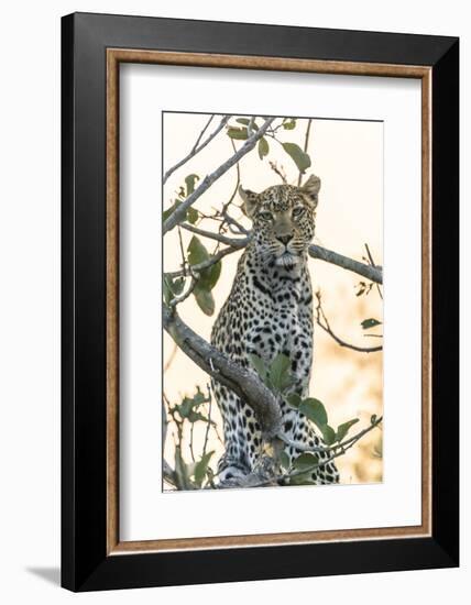 Botswana. Okavango Delta. Khwai Concession. Leopard Up in a Tree at Sunset-Inger Hogstrom-Framed Photographic Print