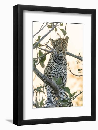 Botswana. Okavango Delta. Khwai Concession. Leopard Up in a Tree at Sunset-Inger Hogstrom-Framed Photographic Print