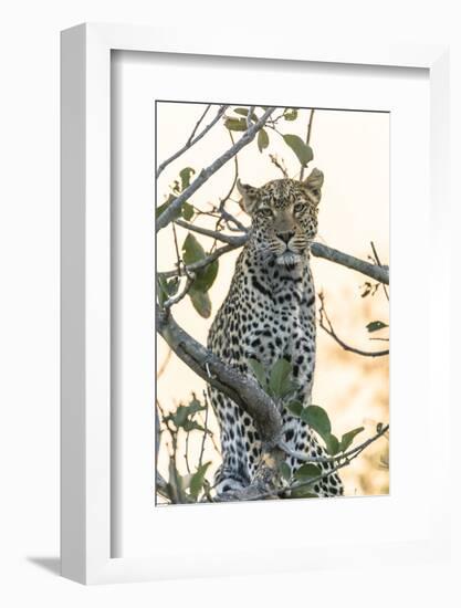Botswana. Okavango Delta. Khwai Concession. Leopard Up in a Tree at Sunset-Inger Hogstrom-Framed Photographic Print