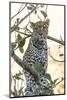 Botswana. Okavango Delta. Khwai Concession. Leopard Up in a Tree at Sunset-Inger Hogstrom-Mounted Photographic Print