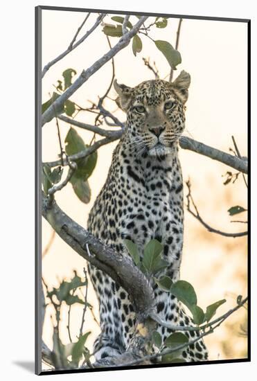 Botswana. Okavango Delta. Khwai Concession. Leopard Up in a Tree at Sunset-Inger Hogstrom-Mounted Photographic Print