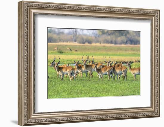 Botswana. Okavango Delta. Khwai Concession. Red Lechwe Herd-Inger Hogstrom-Framed Photographic Print