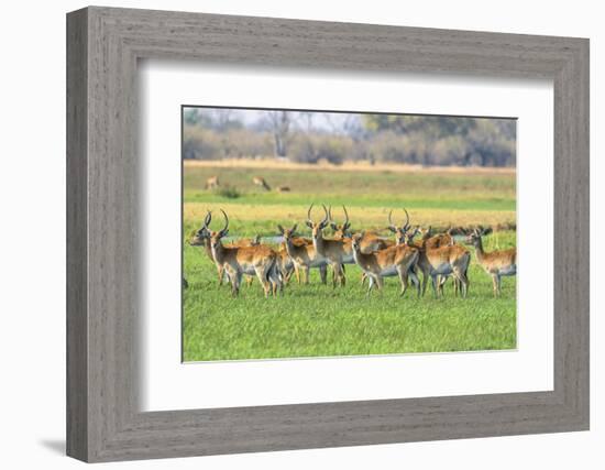 Botswana. Okavango Delta. Khwai Concession. Red Lechwe Herd-Inger Hogstrom-Framed Photographic Print