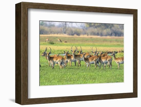 Botswana. Okavango Delta. Khwai Concession. Red Lechwe Herd-Inger Hogstrom-Framed Photographic Print