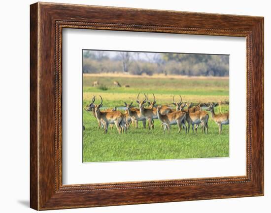 Botswana. Okavango Delta. Khwai Concession. Red Lechwe Herd-Inger Hogstrom-Framed Photographic Print