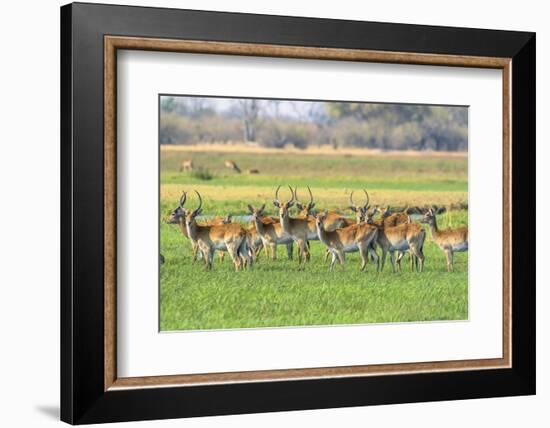 Botswana. Okavango Delta. Khwai Concession. Red Lechwe Herd-Inger Hogstrom-Framed Photographic Print